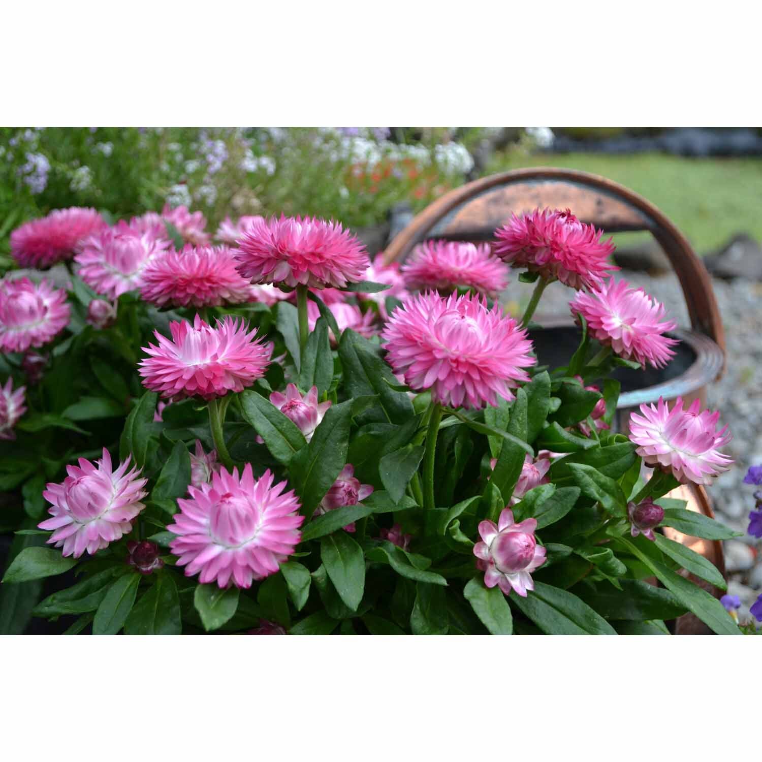 Bracteantha Cottage Pink