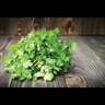 Coriander