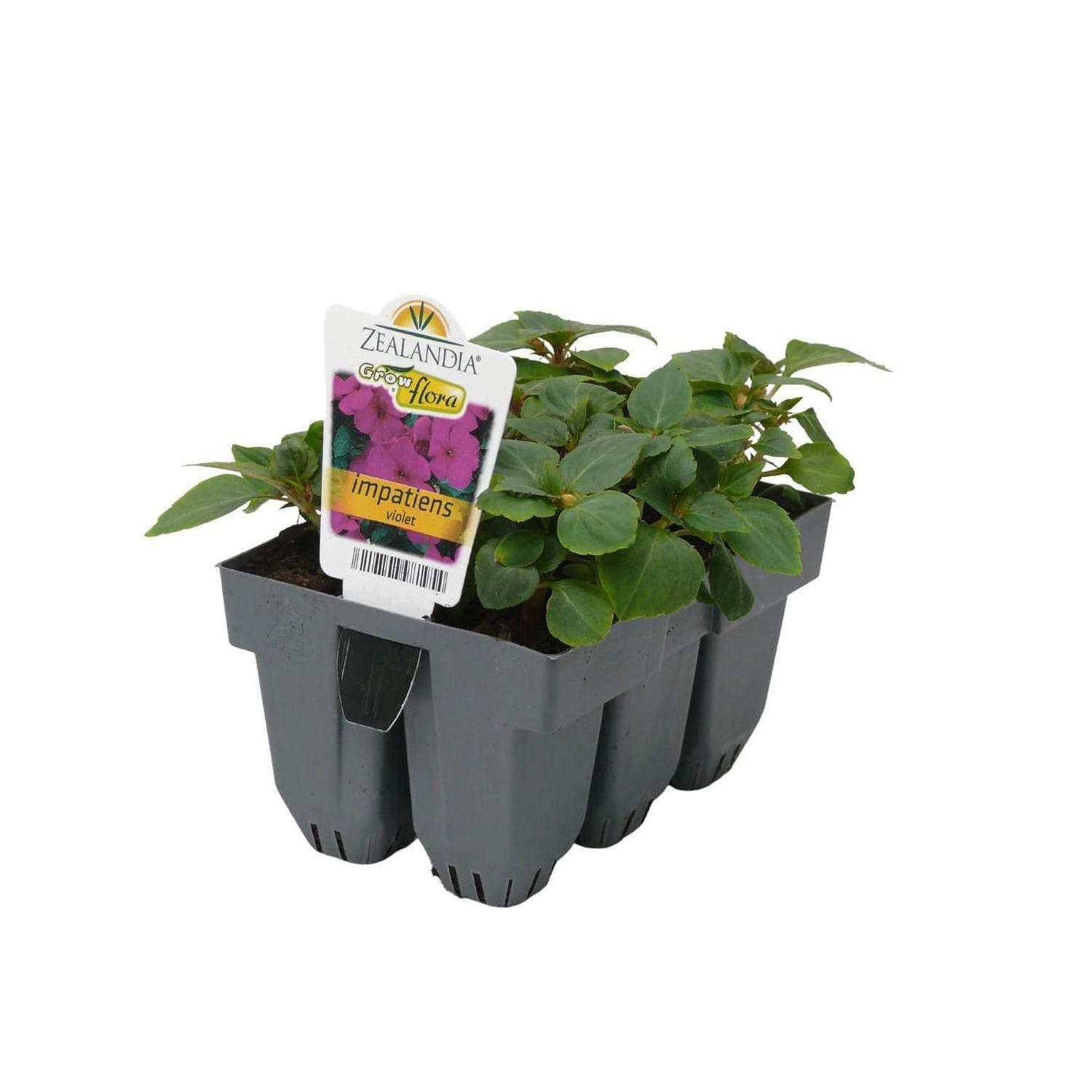 Impatiens