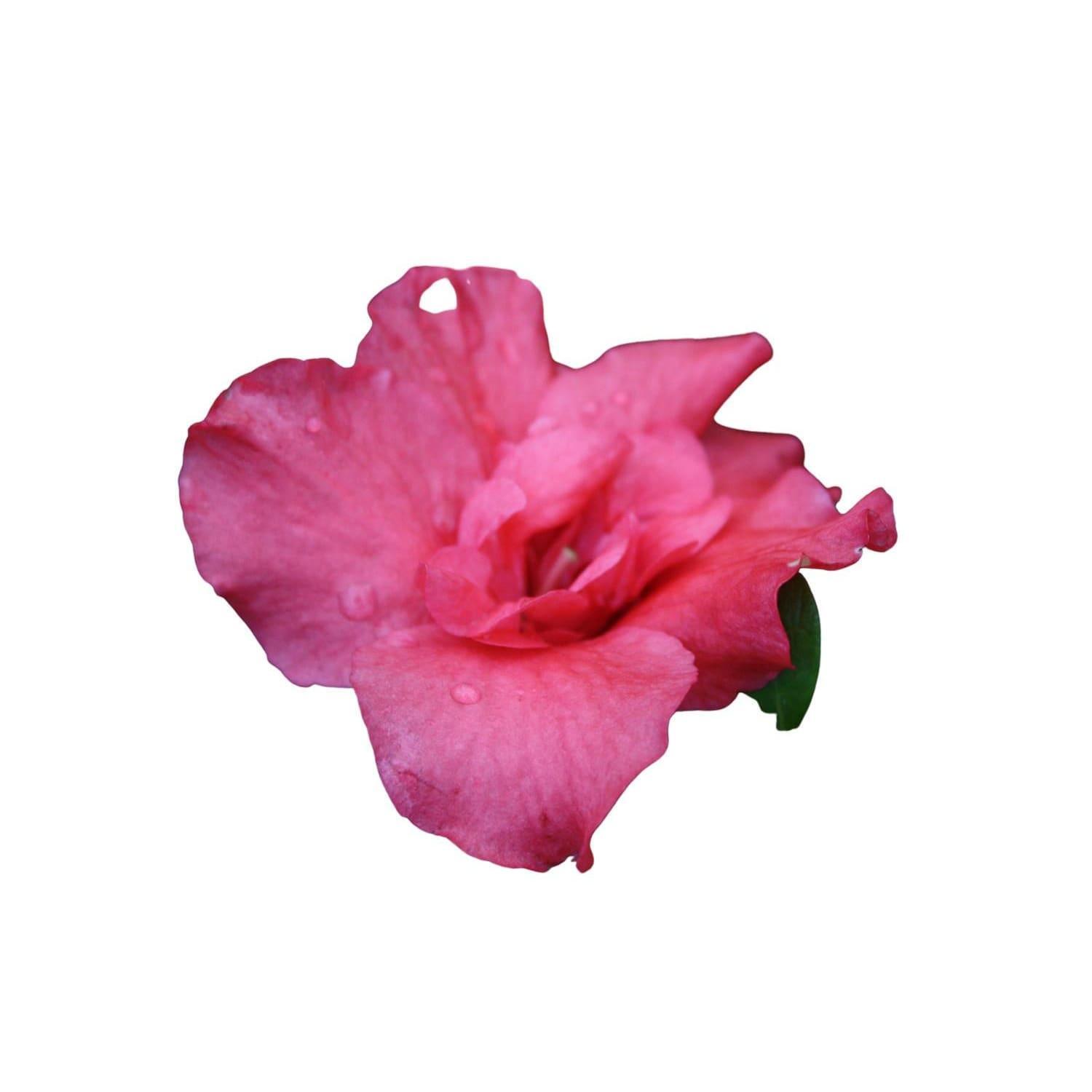 Azalea