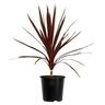 Cordyline Red Star