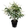 Prunus Lusitanica