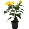 Flowering Hibiscus