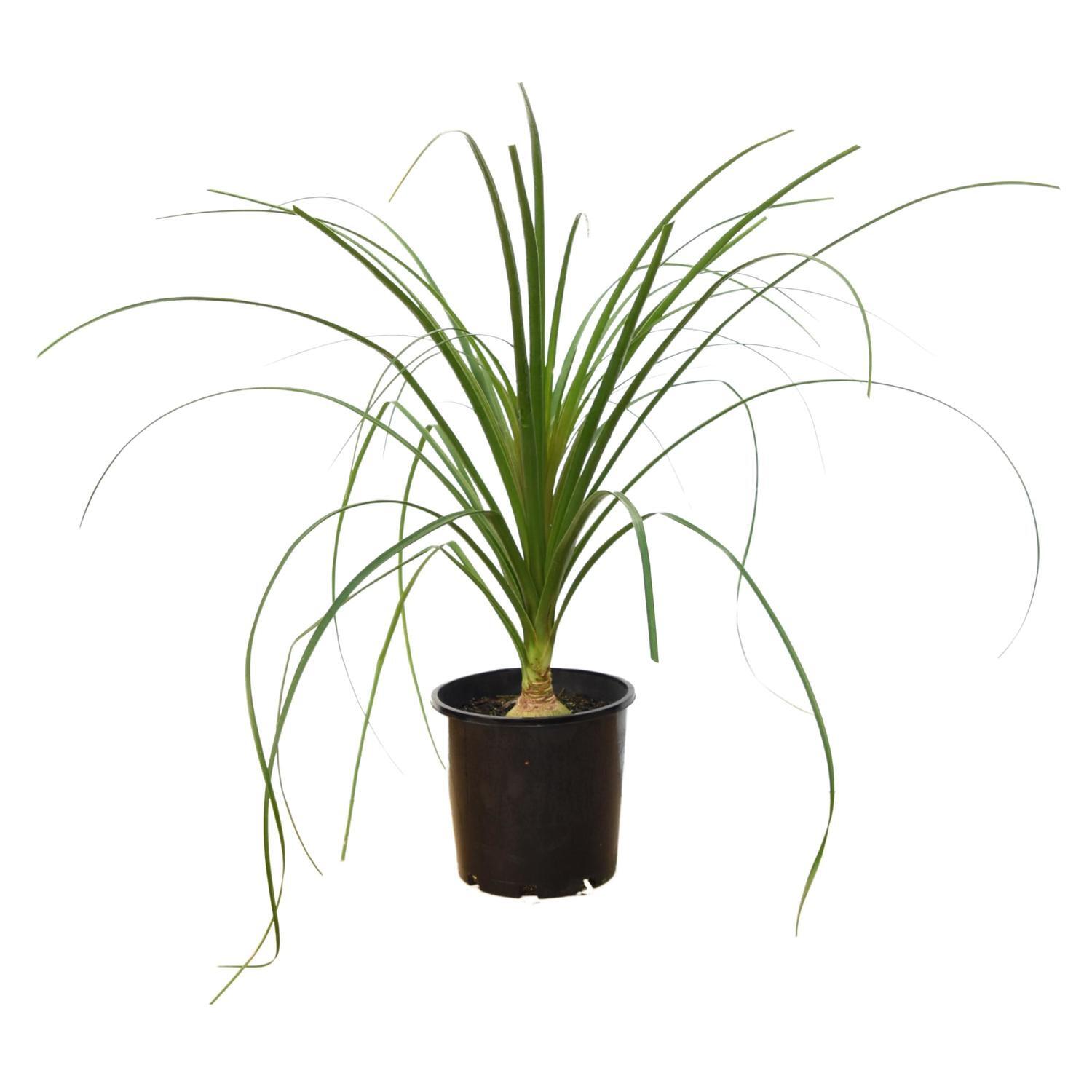 Ponytail Palm 20cm