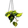 Philodendron Brasil 13cm