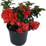 Azalea Guanda Red 2.5 litre