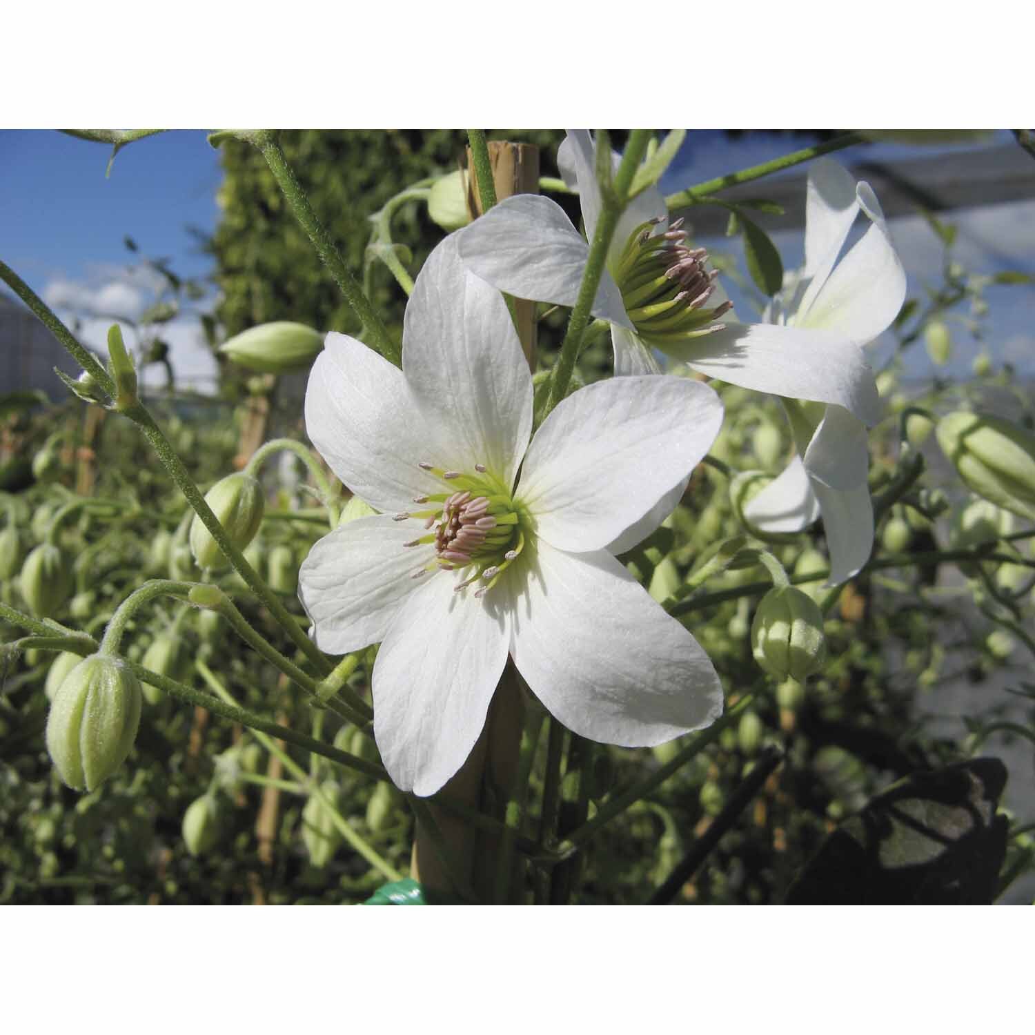 Clematis Paniculata