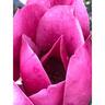 Magnolia 'Red As'