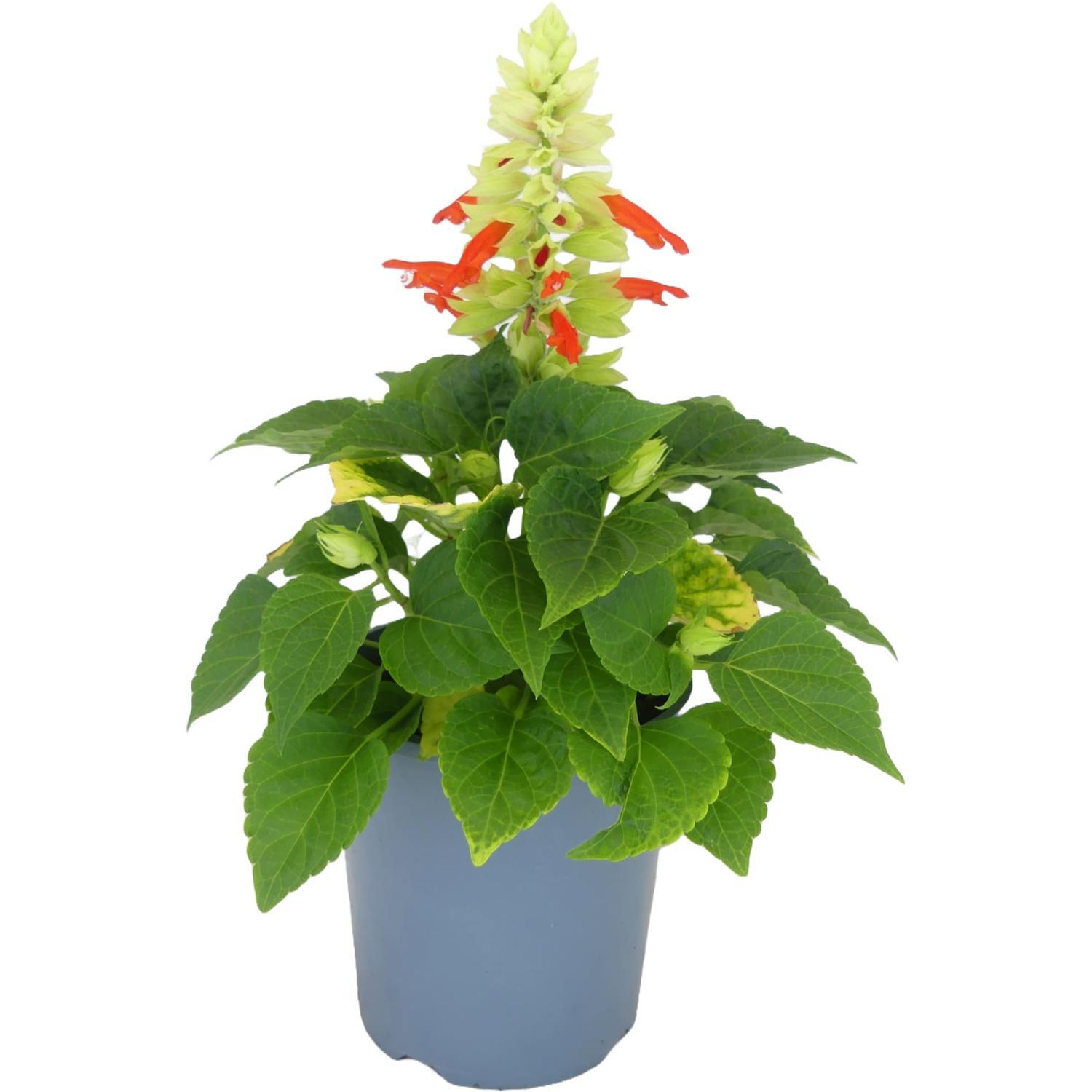 Salvia Mojave