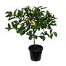 Meyer Lemon Tree