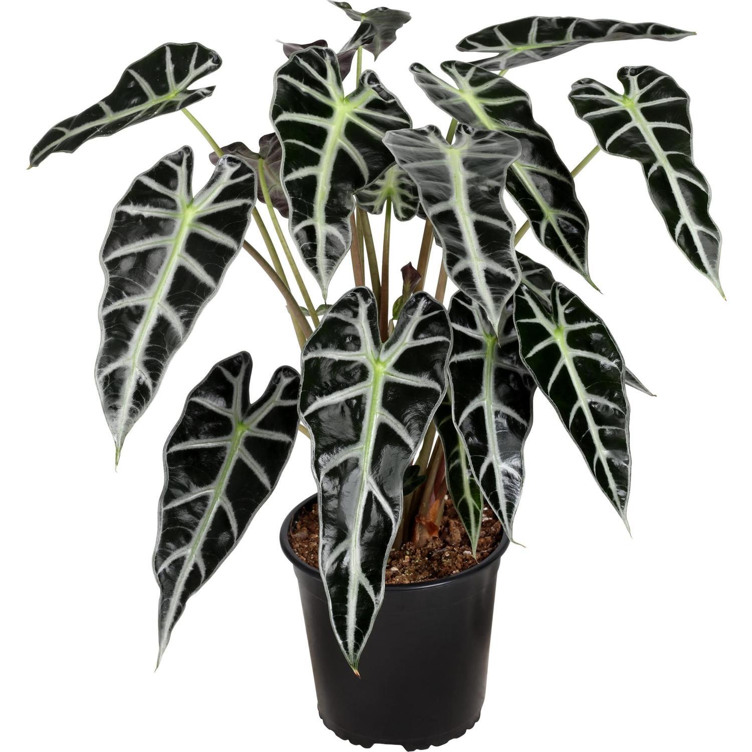 Alocasia Bambino 17cm