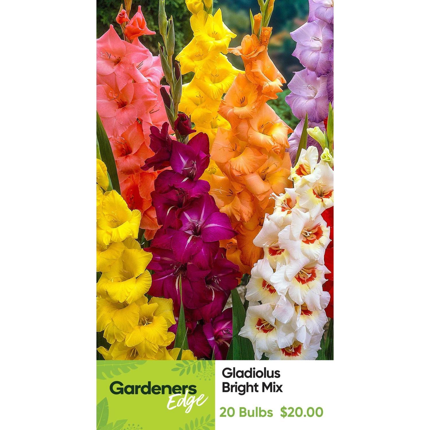 Gladioli Bright Mix Pack 20