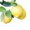 Lime Bearss
