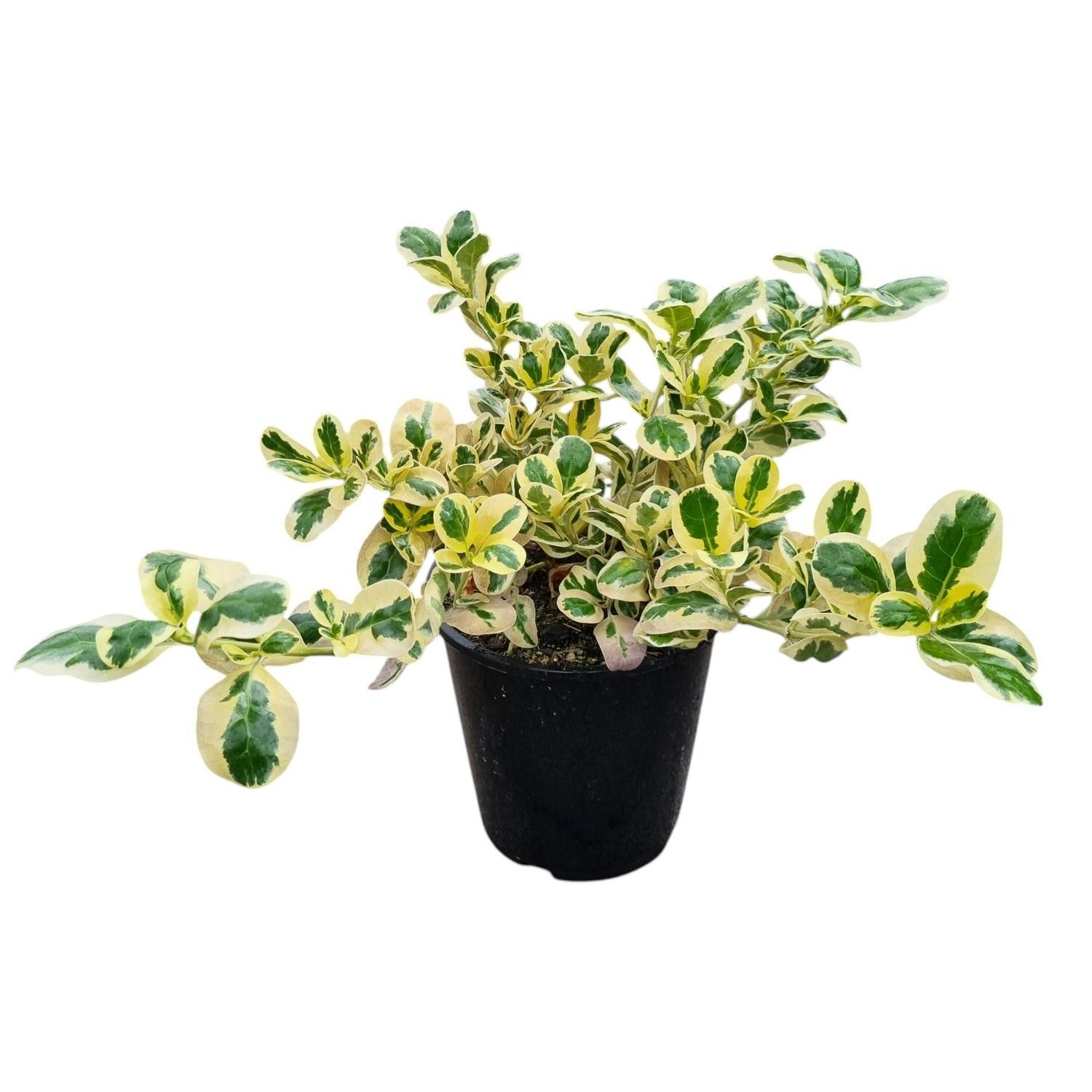 Coprosma Repens 'Silver Queen'  3.3L
