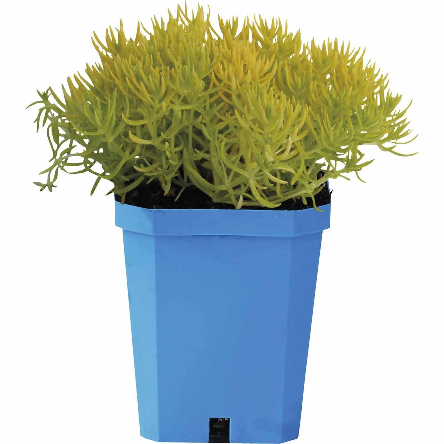 Sedum Golden Planet