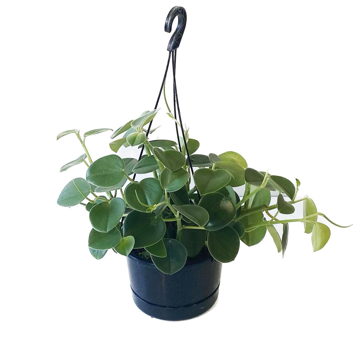 Peperomia Incana Basket 17.5cm