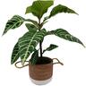 Aphelandra Squarrosa in Ceramic Pot