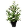 Pittosporum Mountain Green