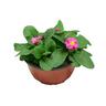Flowering Primrose Bowls