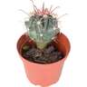 Cacti