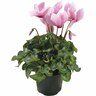 Indoor Flowering Cyclamen