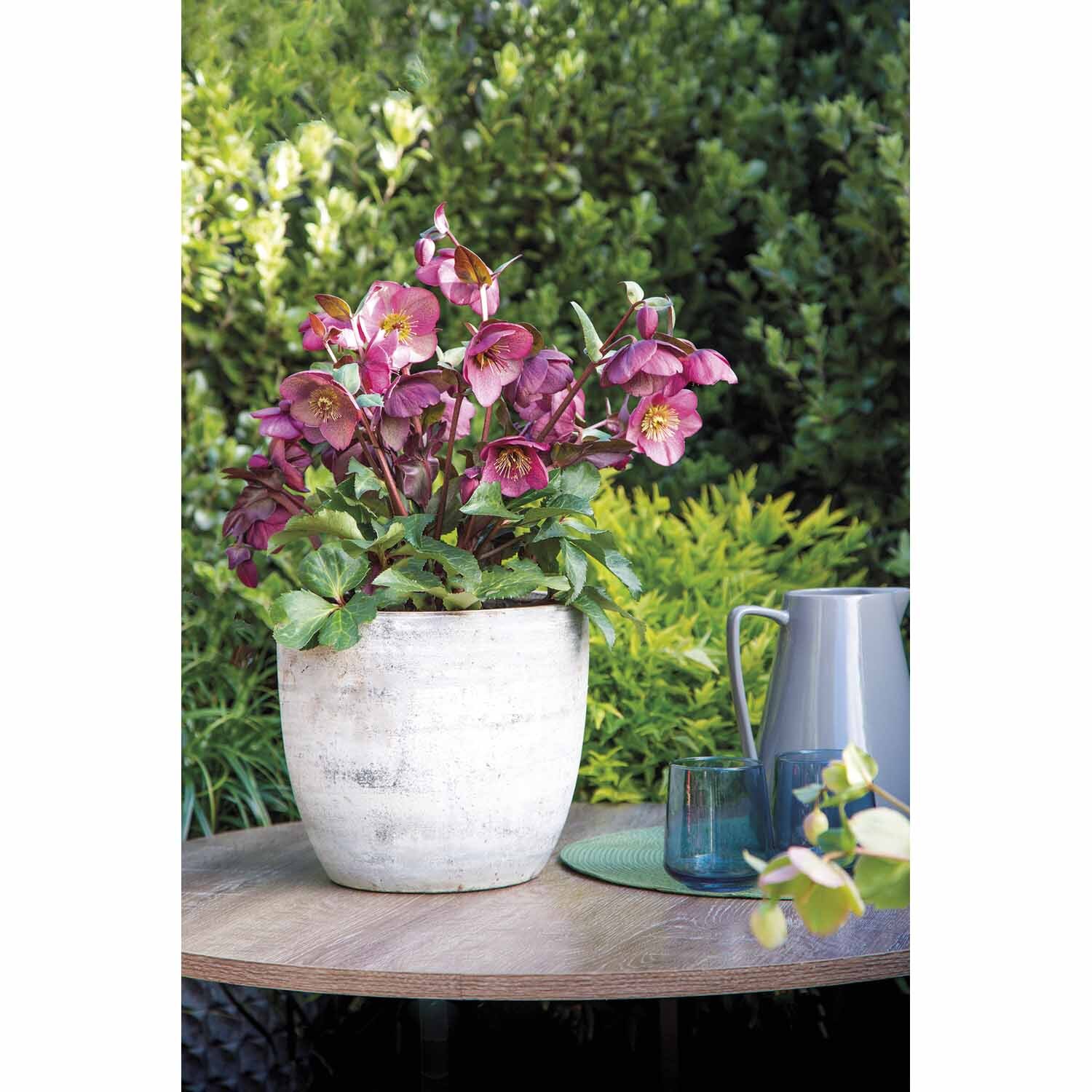 Helleborus 'Charmer'