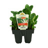 Silverbeet Ironman Pack of 6