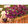 Verbena Royale Plum Wine