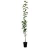 Apple Semi-Dwarf 'Pinkie' 4.7 litre