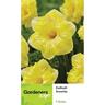 Daffodil Trumpet Snowtip 5 Pack