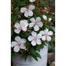 Tibouchina Peace Baby