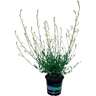 Gaura 14cm White