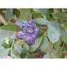 Blueberry Tifblue