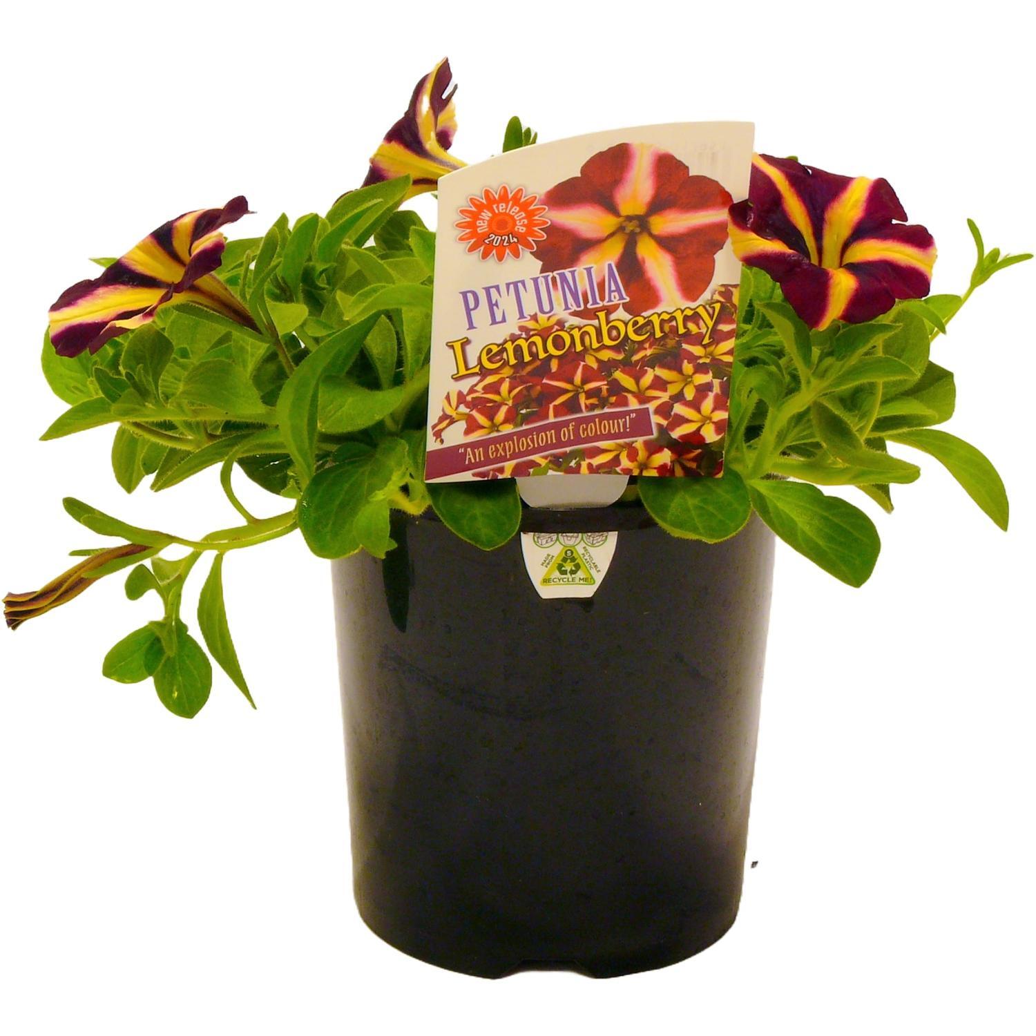 Petunia Lemonberry 1.5 litre