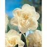 Daffodil Double Obdam 5 pack