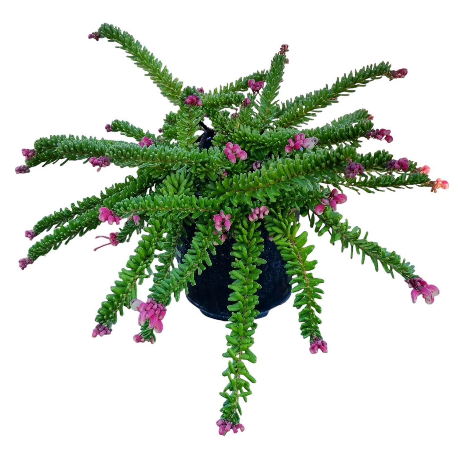 Grevillea Mt Tamboritha 2L