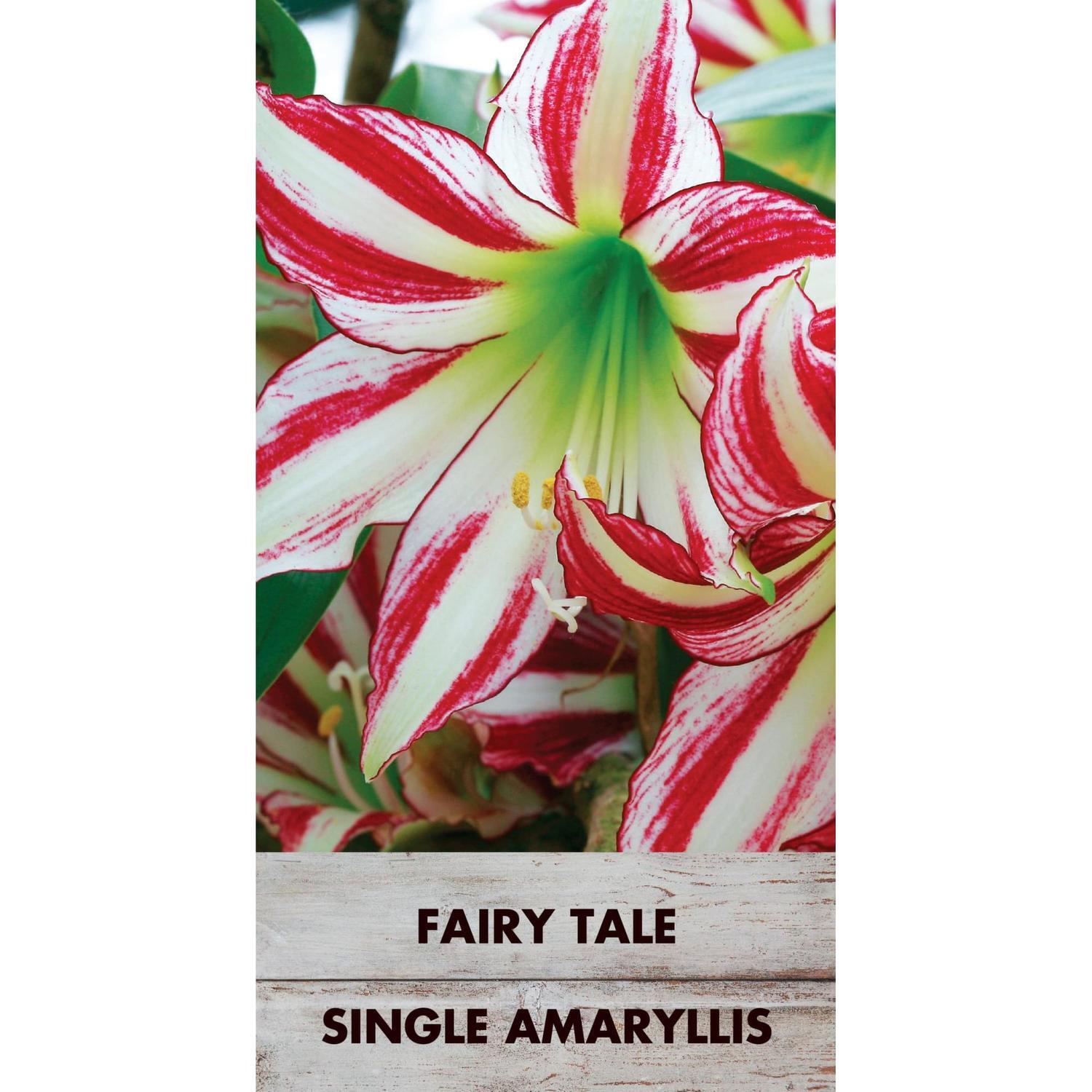 Amaryllis Hippeastrum Single 'Fairytale'