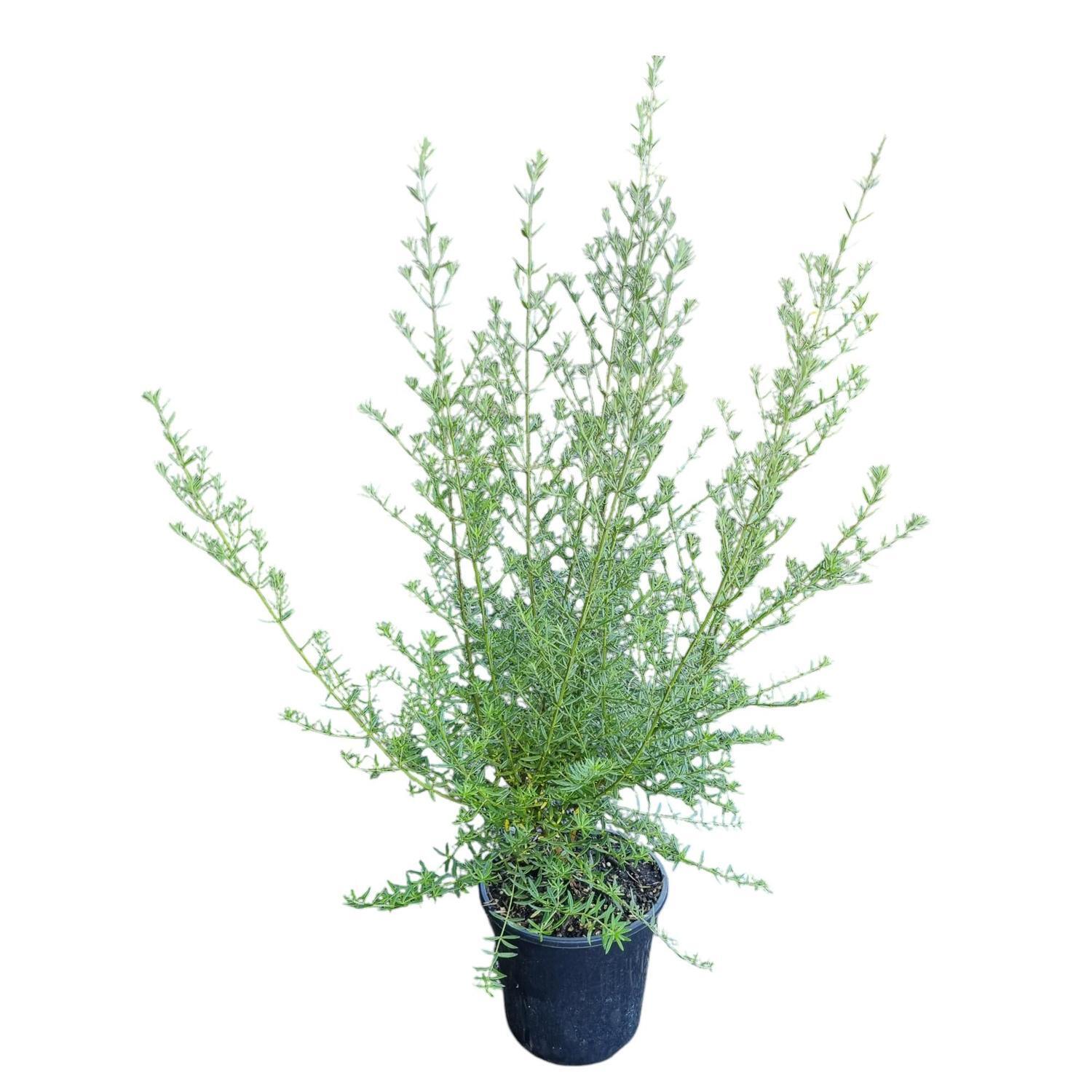 Westringia Wynyabbie Gem 4L