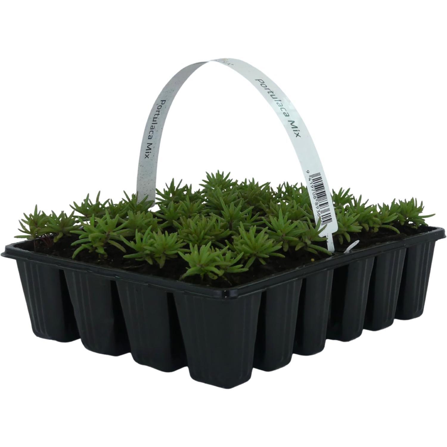 Portulaca Mix