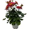 Dahlia XXL