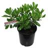 Pittosporum Tobira