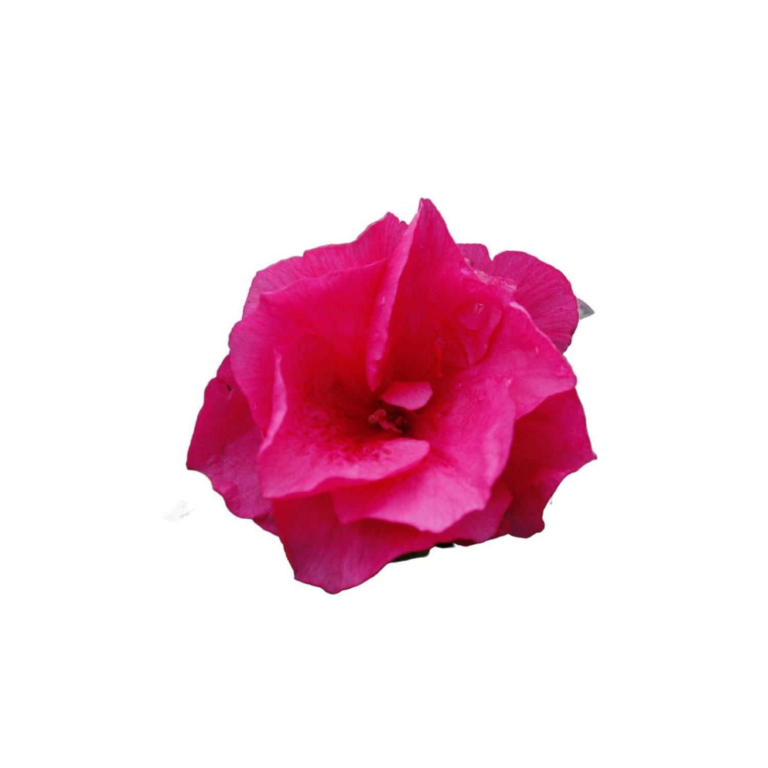 Azalea