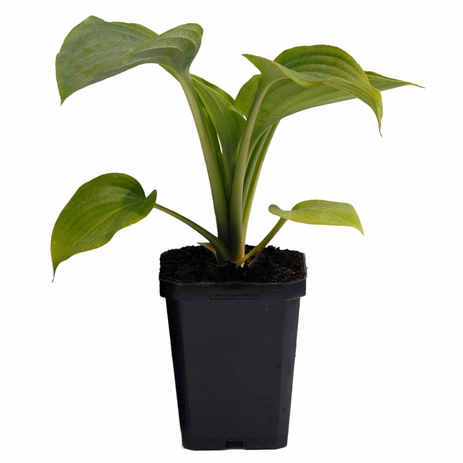 Hosta Empress Wu