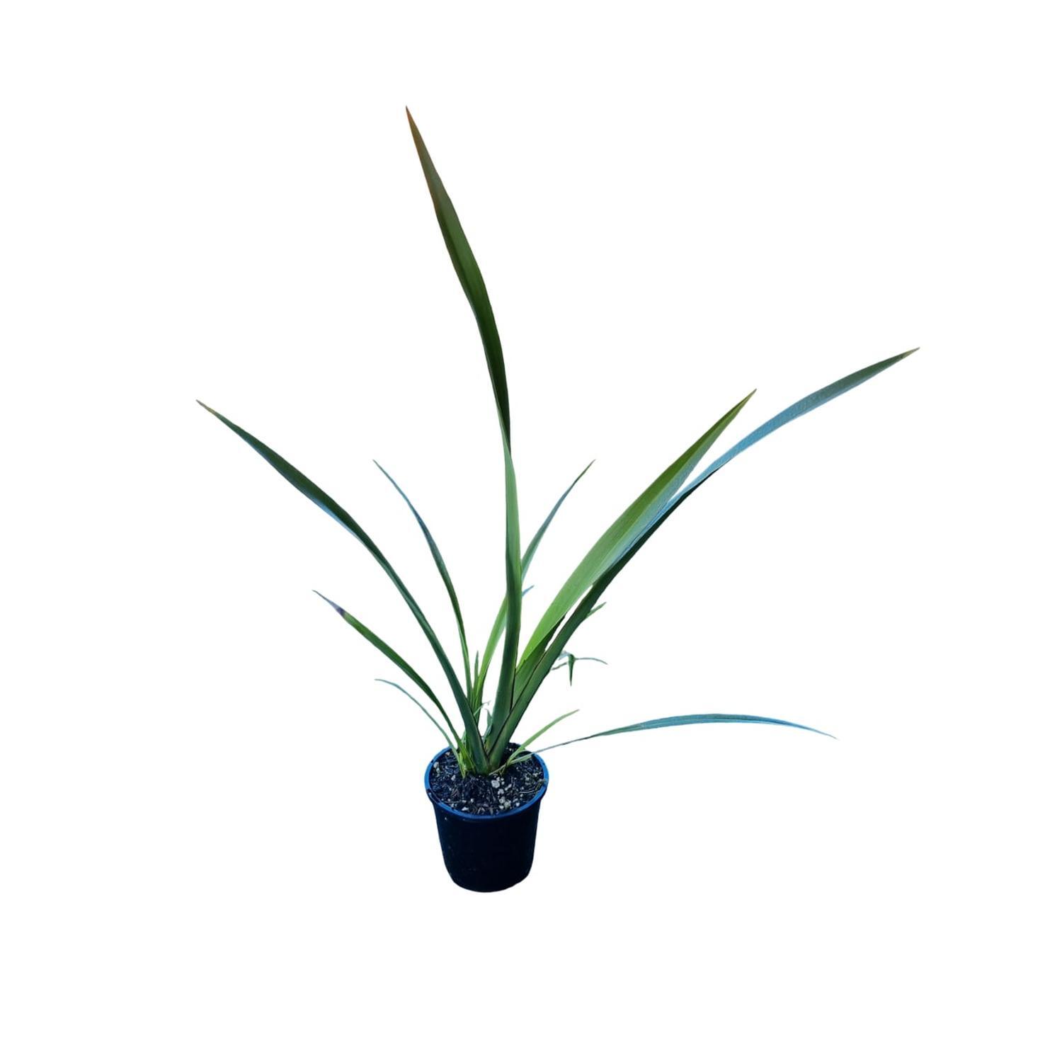 Phormium 'Flax' Tenax 1.3L