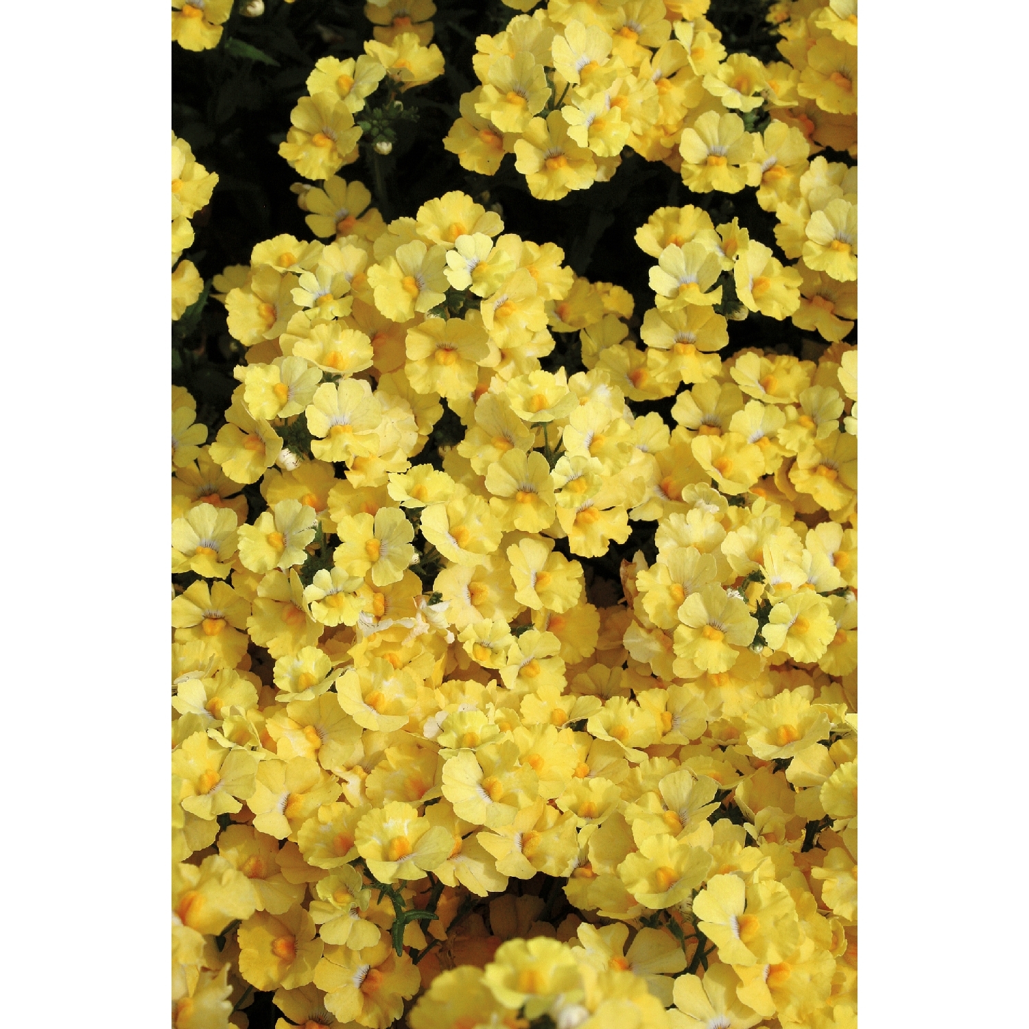 Nemesia Quince