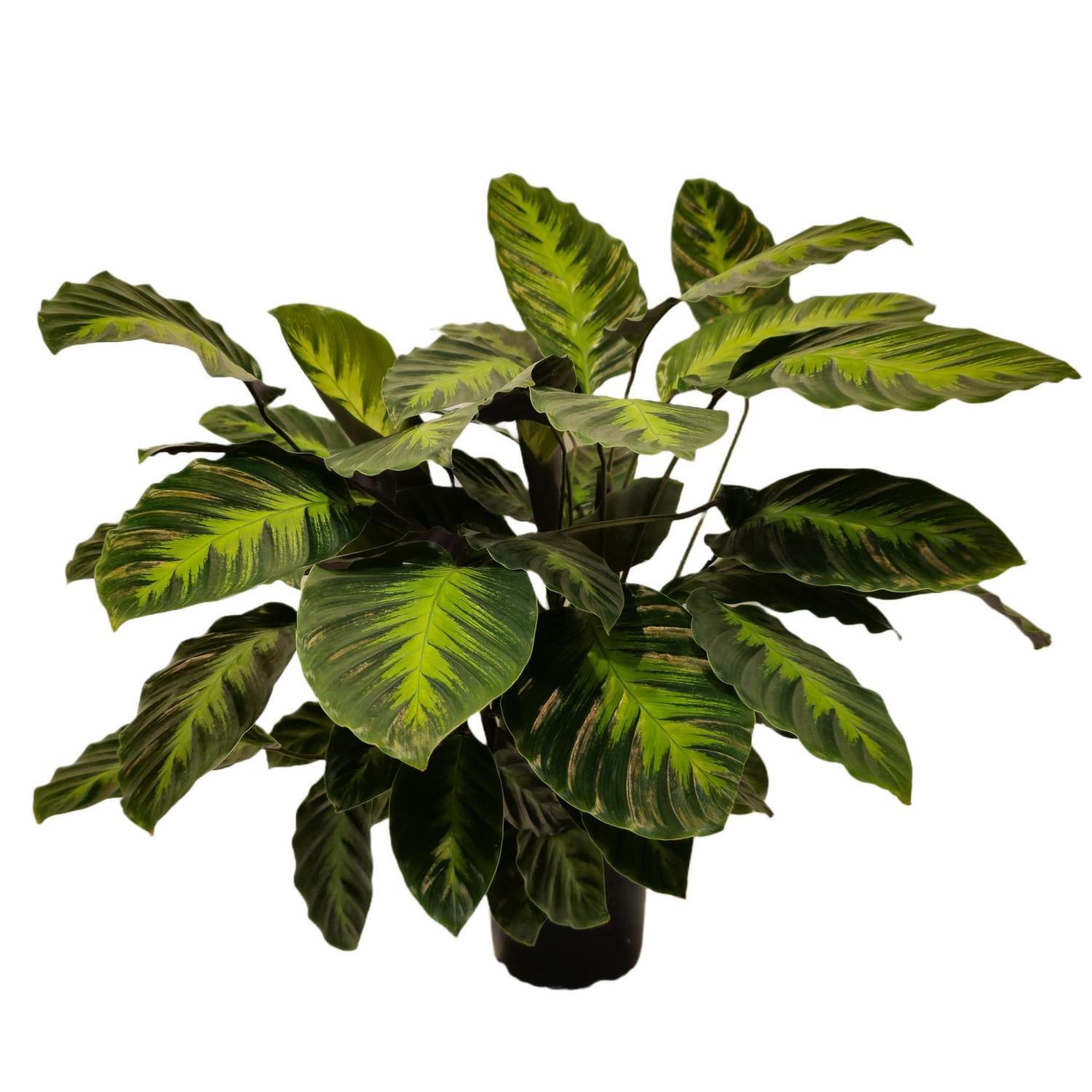 Calathea Misto