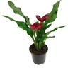Calla Lily - Zantedeschia