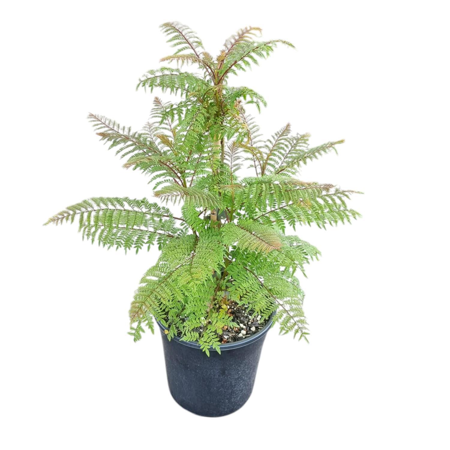 Jacaranda Mimosaefolia 4L