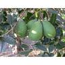 Feijoa Wiki Tu