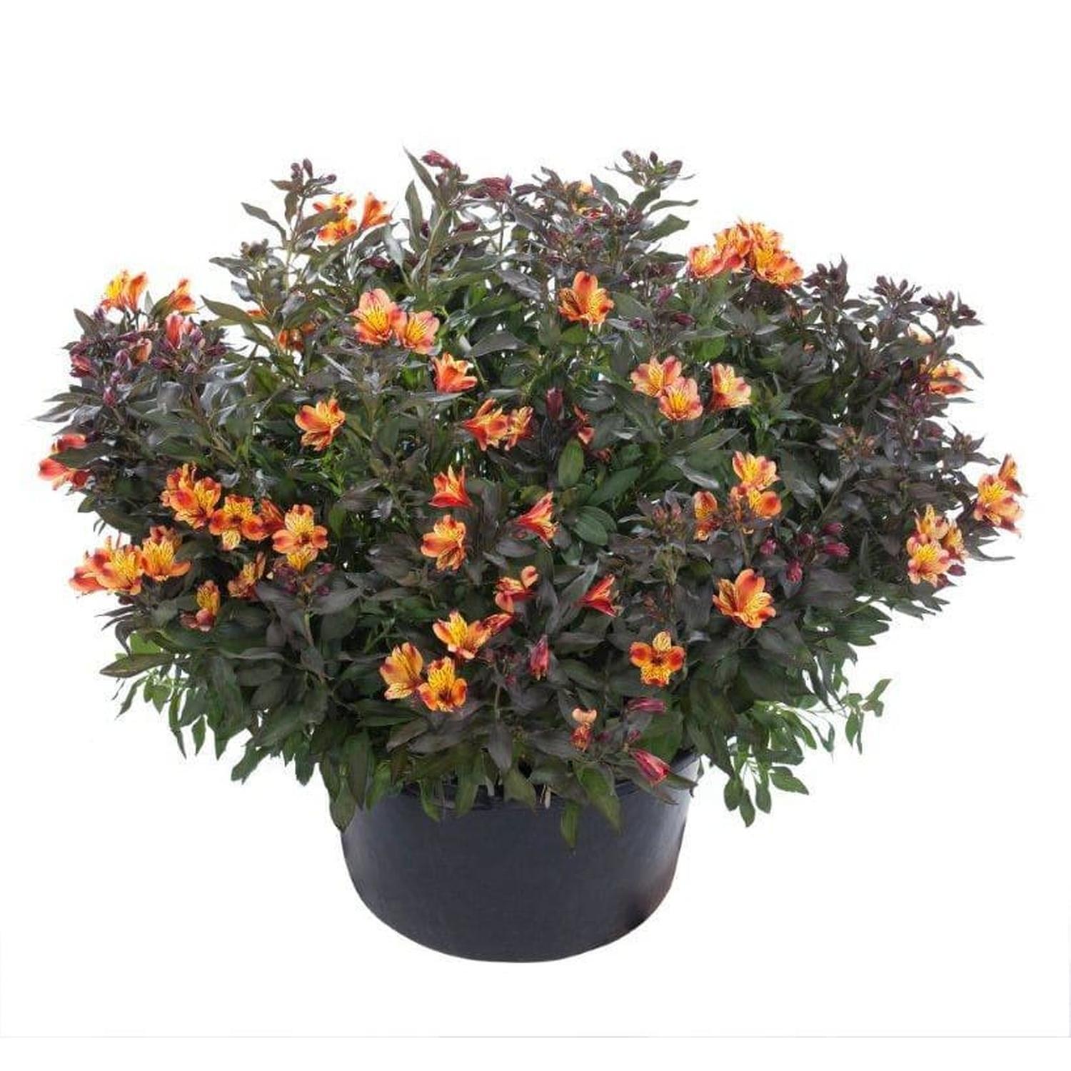 Alstroemeria Indian Summer